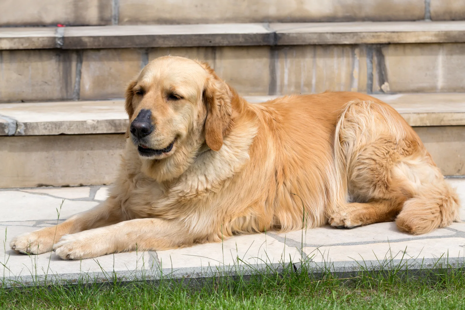 najlepszy szampon dla.golden retriver