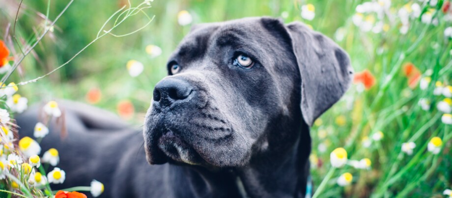 szampon dla psa cane corso