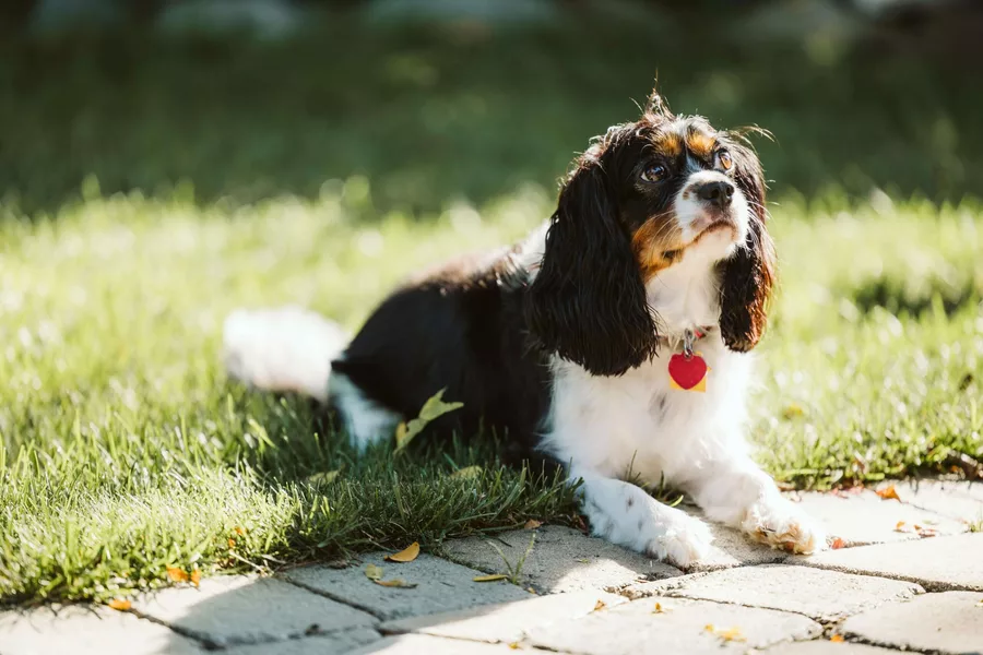 jaki szampon najlepszy dla cavalier king charls spaniela