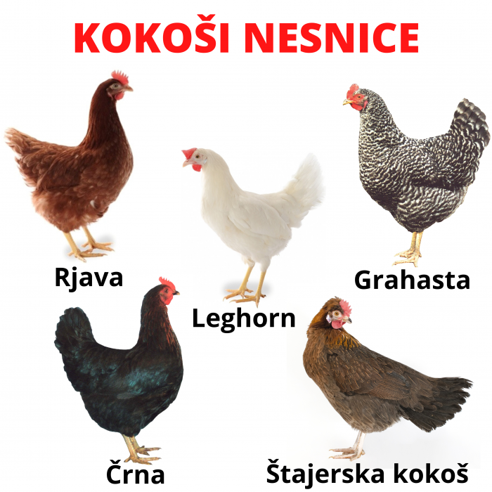 kokosi