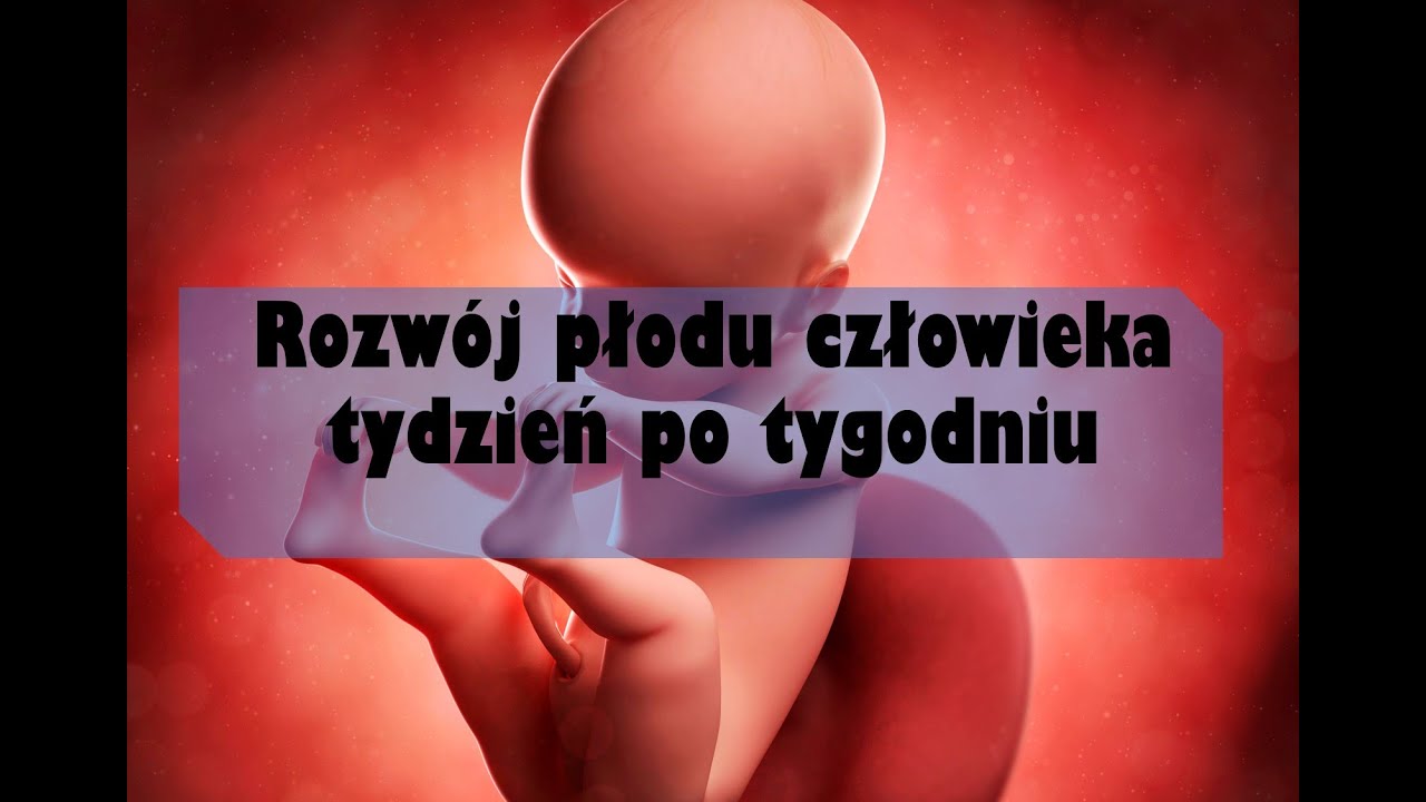 pampers youtube rozwój ciązy