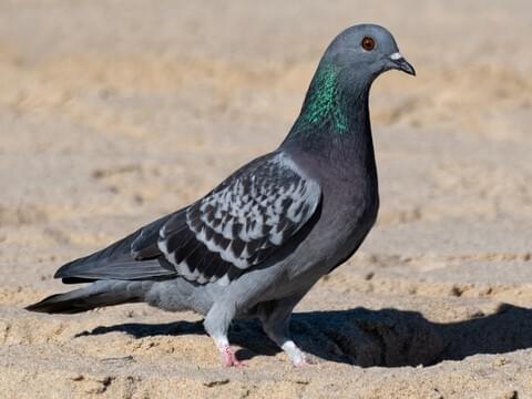 pigeon