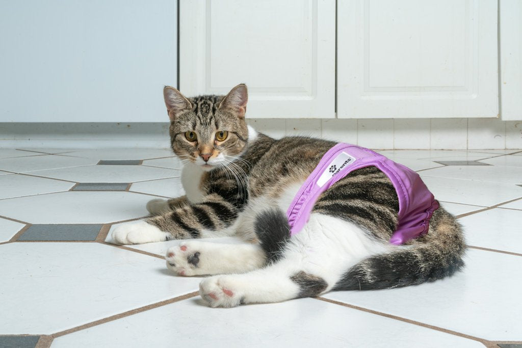 cat and pampers