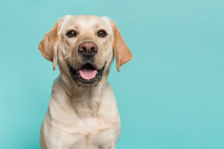 szampon dla pies labrador biszkoptowy