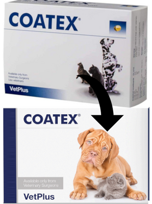 coatex szampon dla psa cena