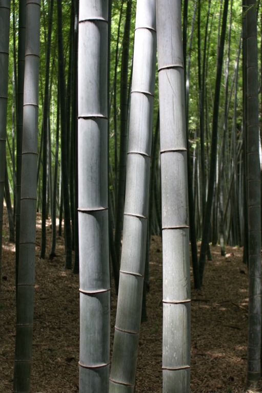 bamboo bambus