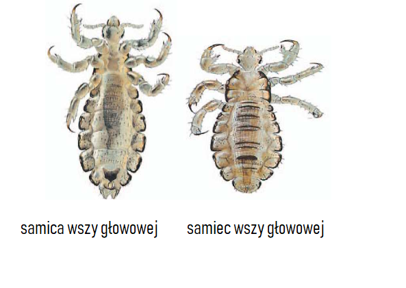 szampon na wesz ludzką jak często można stosować