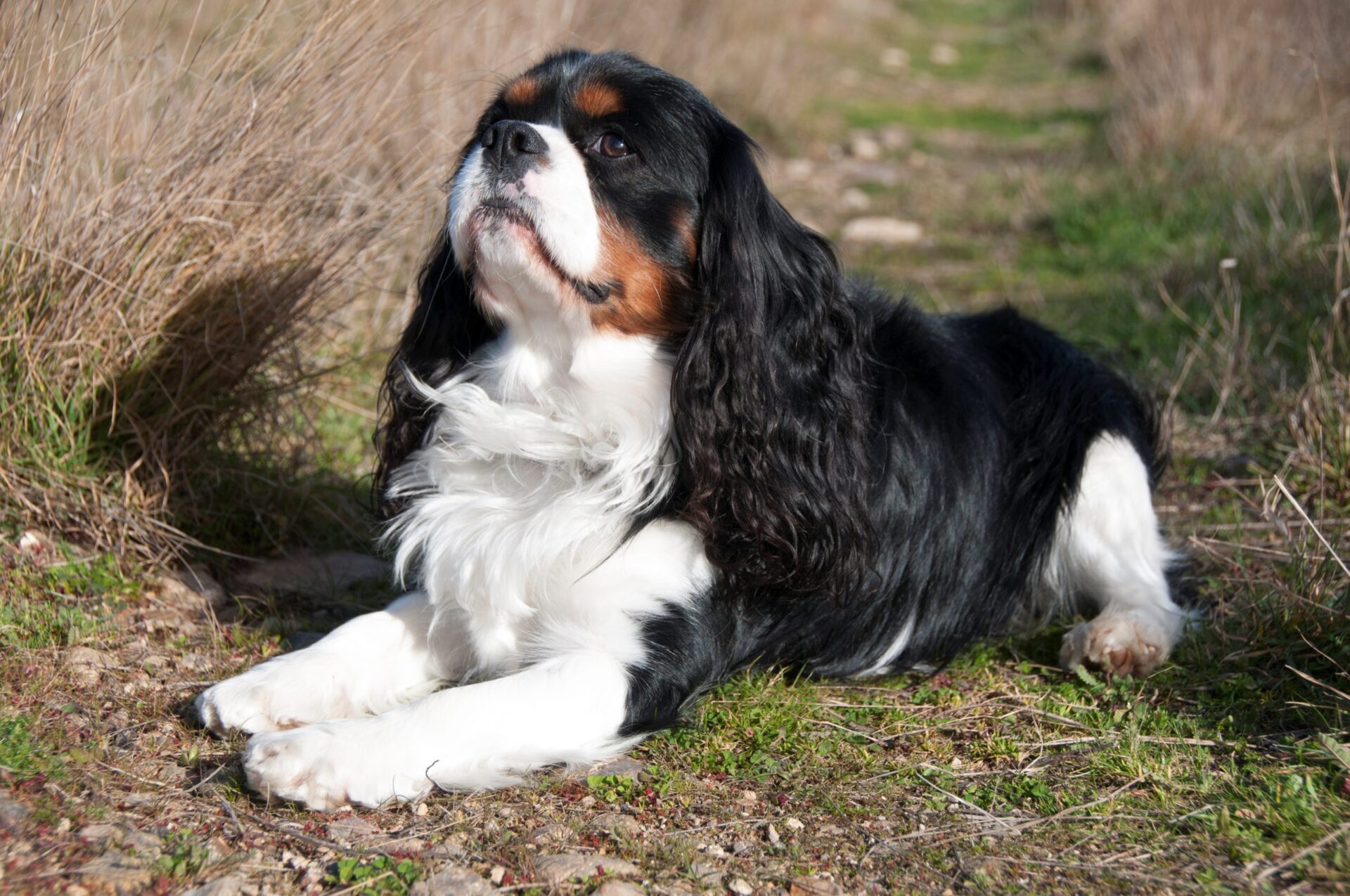 szampon dla cavalier king charles spaniel jaki polecacie