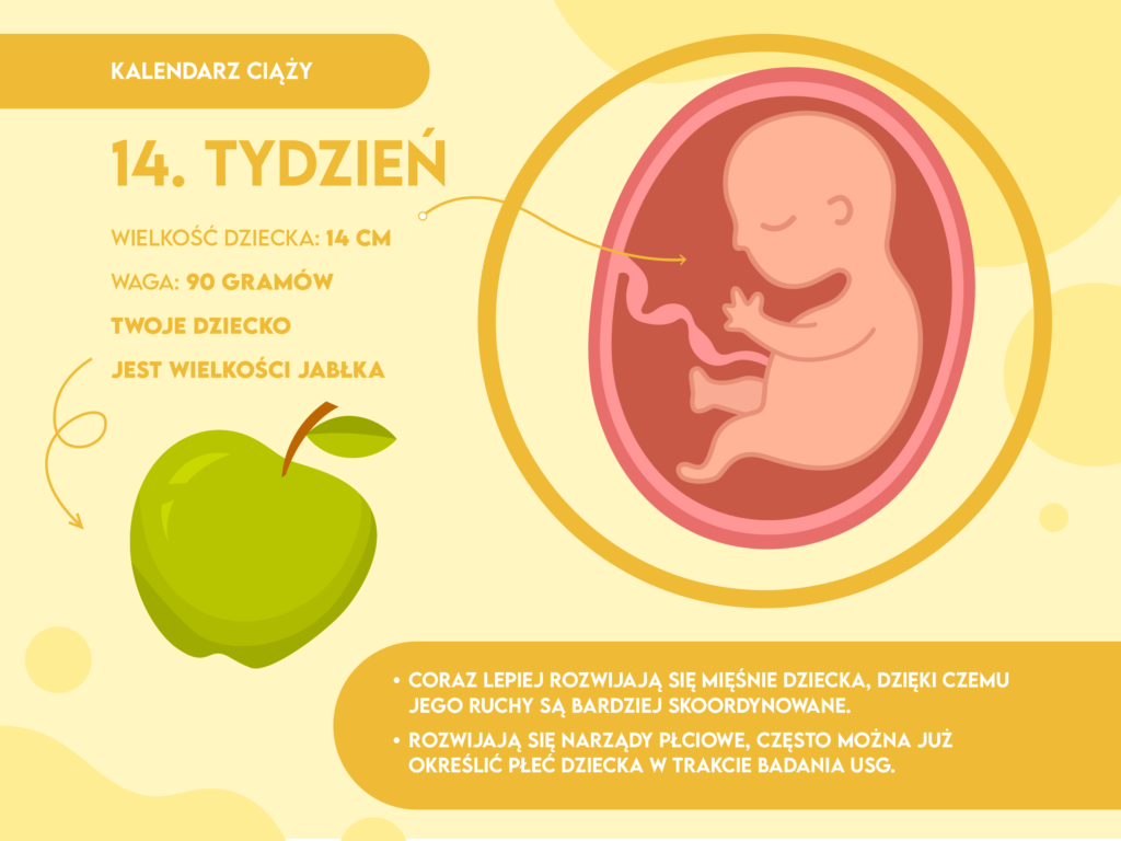 14 tydzien ciązy pampers