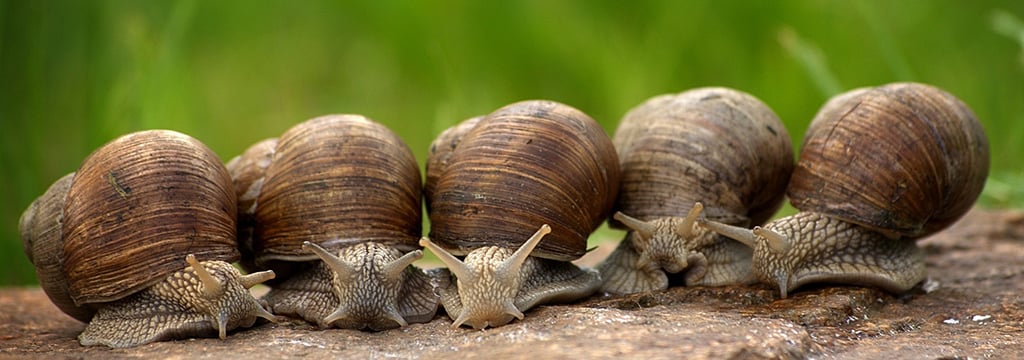 snails