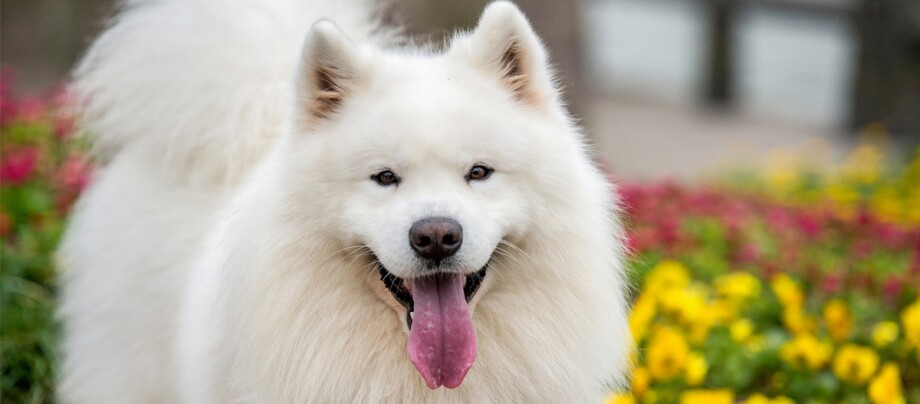 samoyed jaki szampon moze dla dzieci