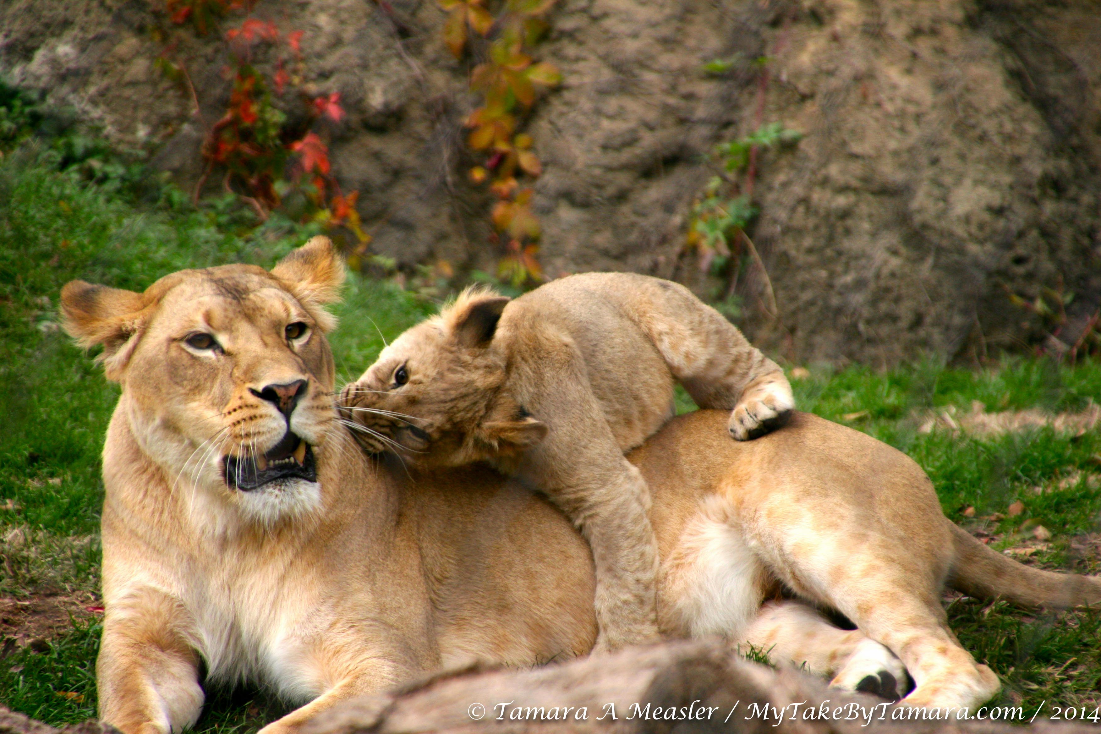 Mama lion