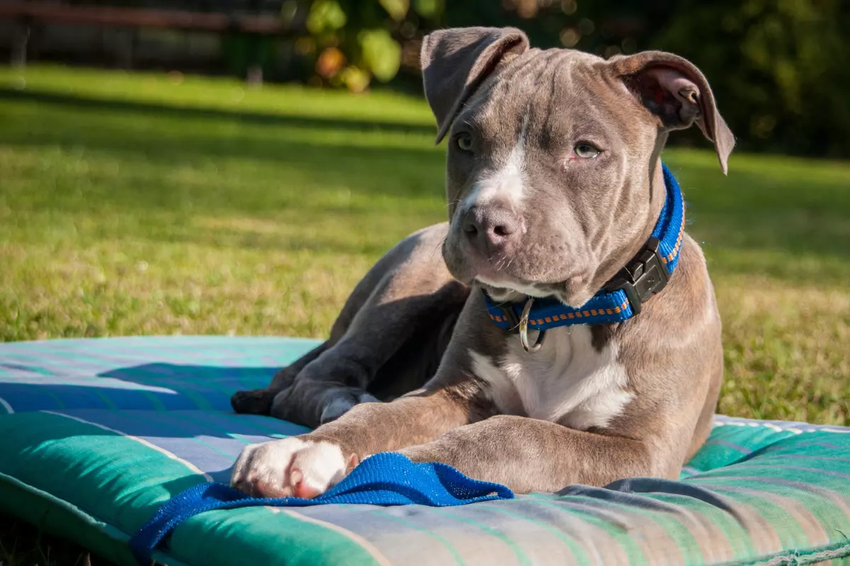 amstaff jaki szampon