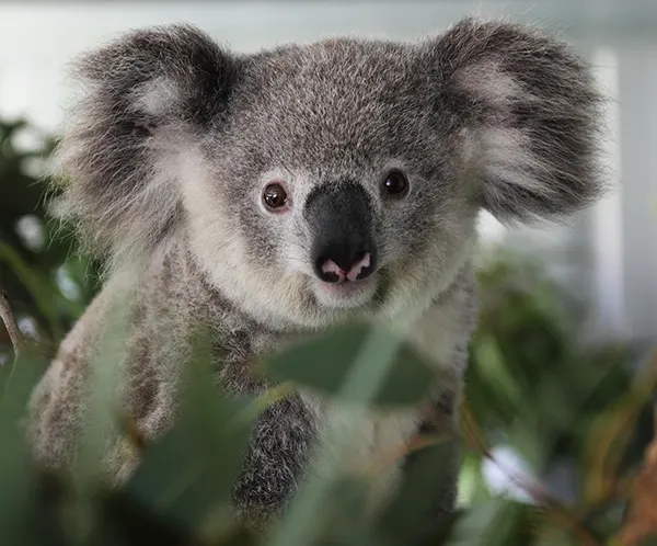 koala