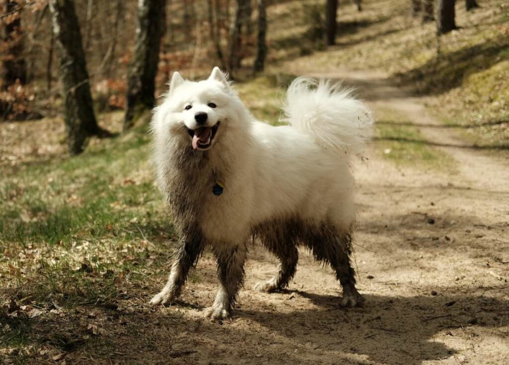 samoyed jaki szampon