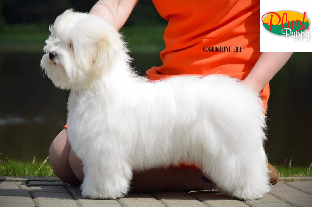 szampon dla coton de tulear