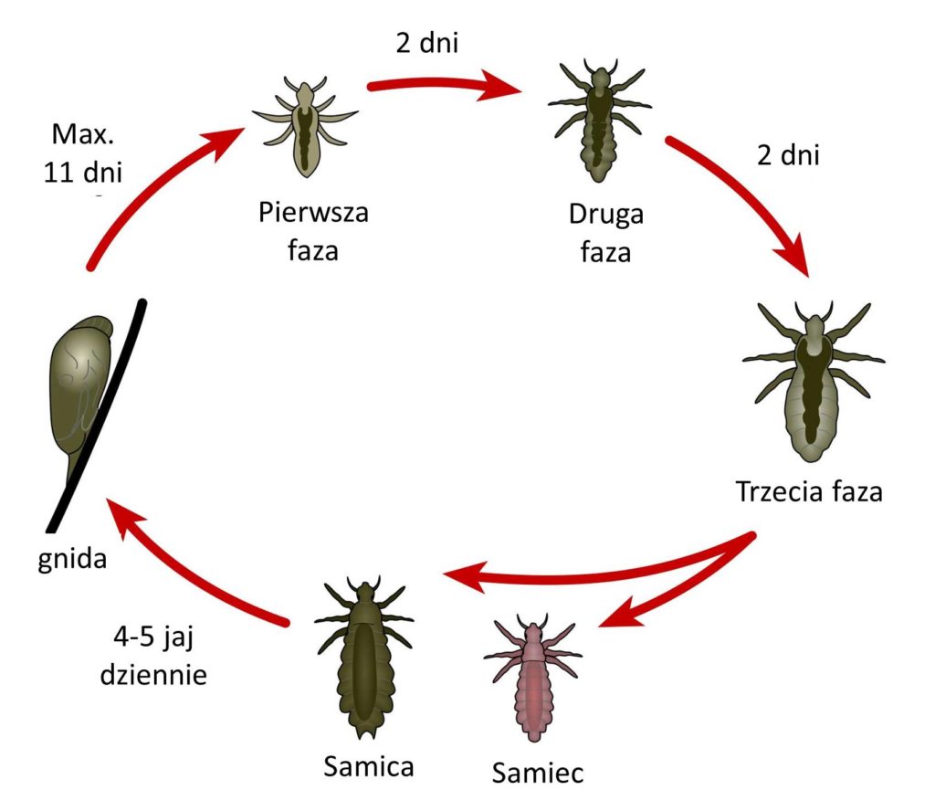 czy sa szampon na wszy zabija gnidy