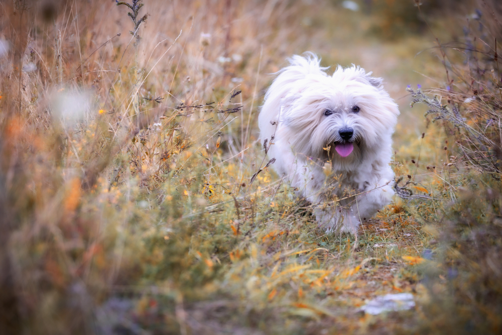 jaki szampon dla coton de tulear