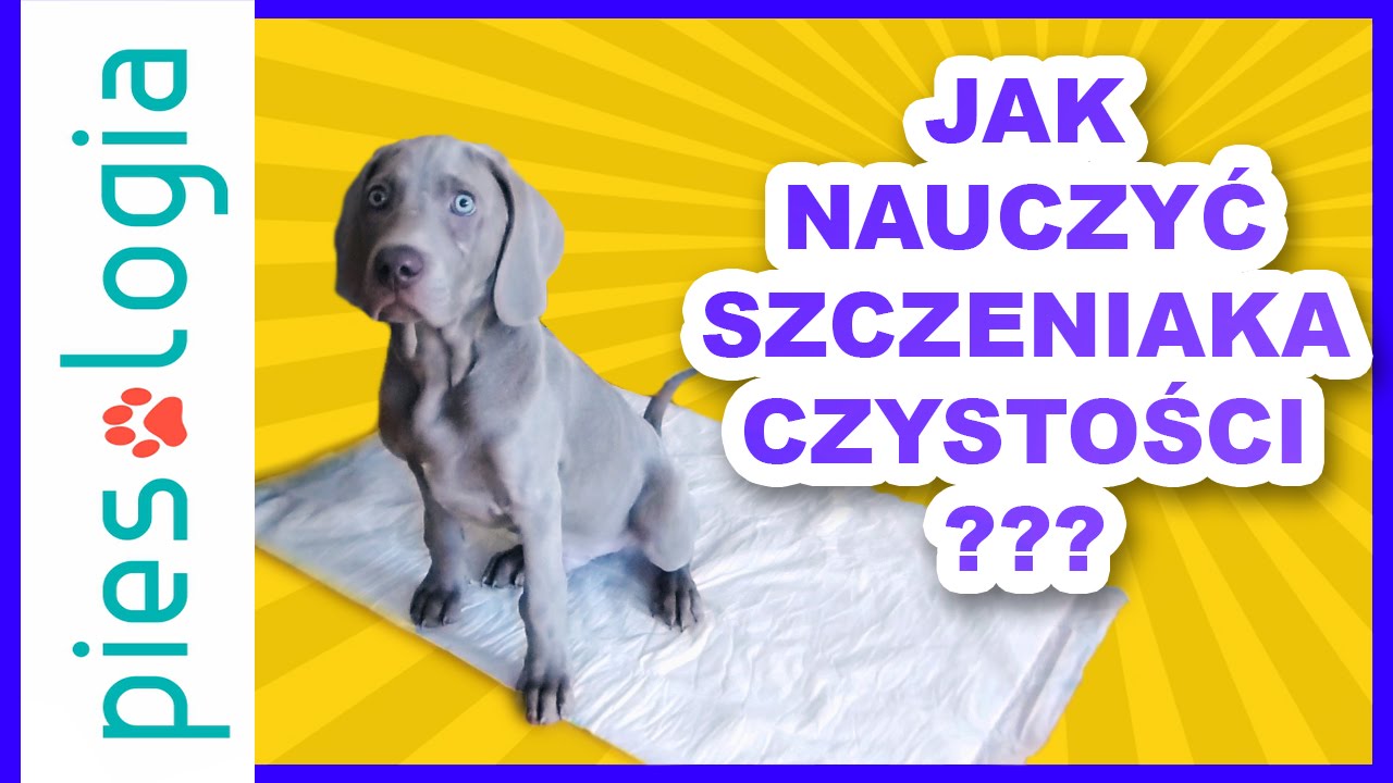 pieluchy do nauczenia psa czystości pokaż filmik