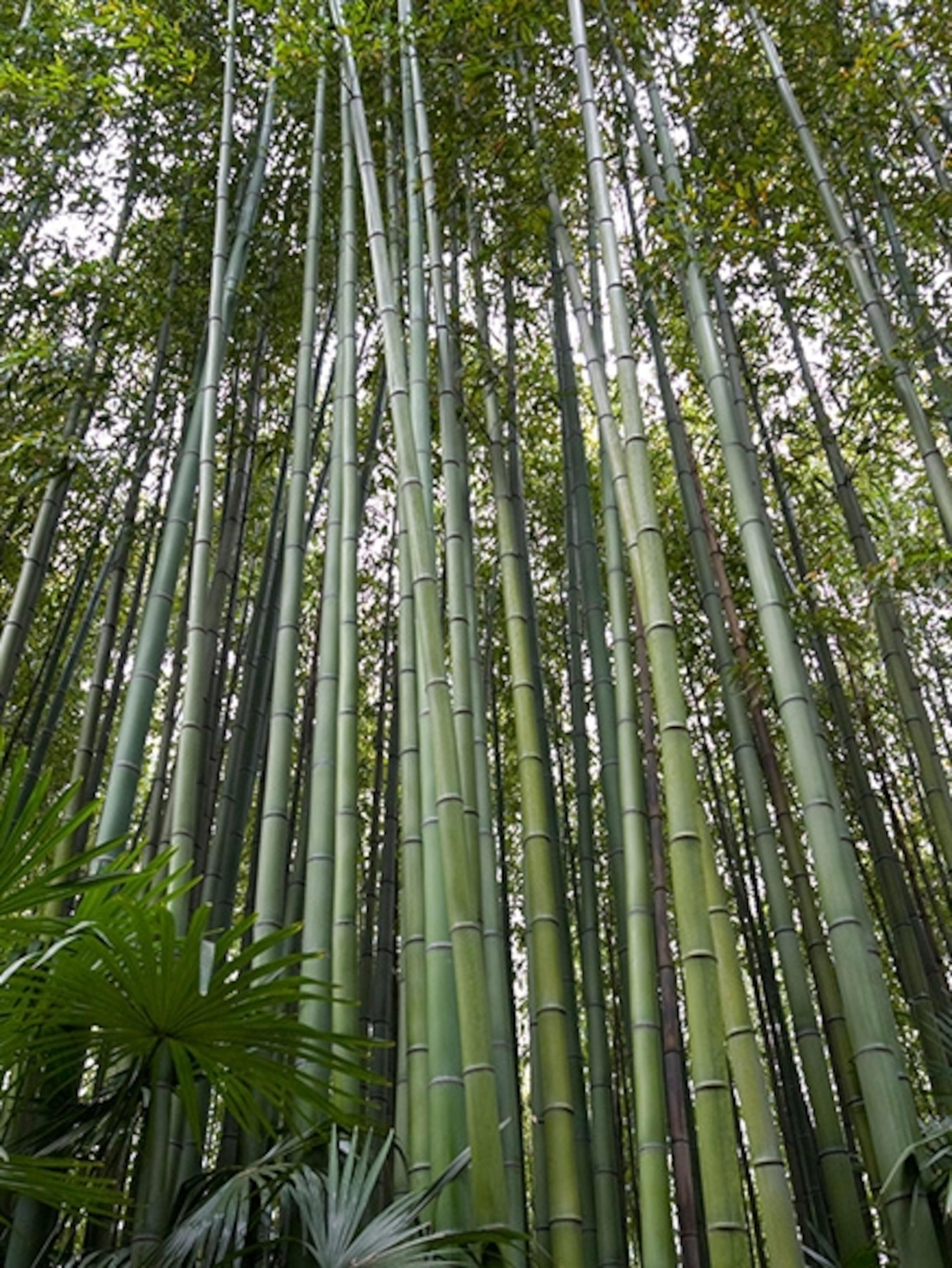 bamboo