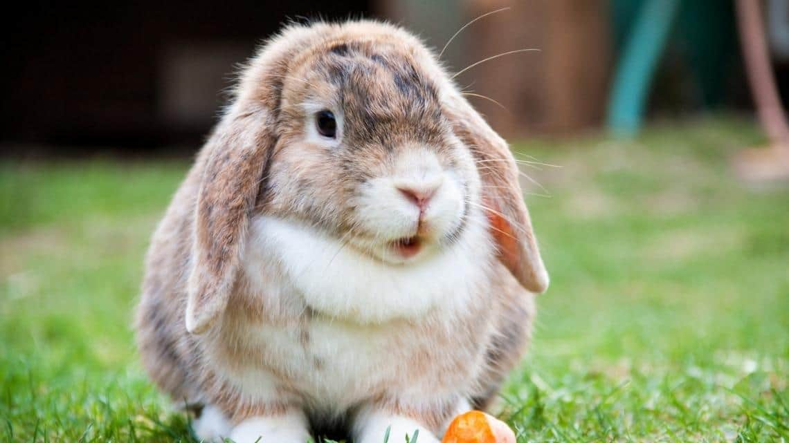 Bunny