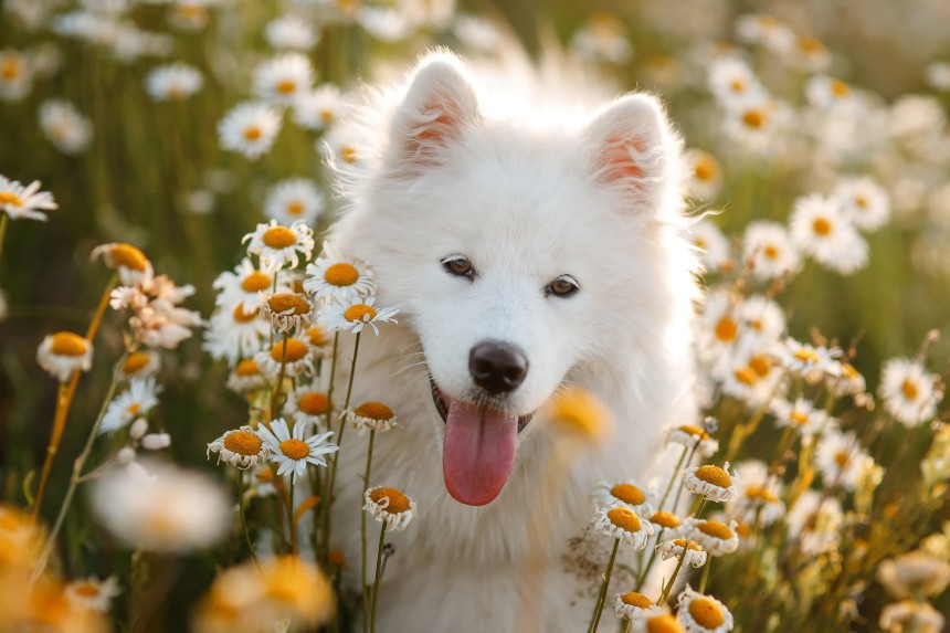 samoyed jaki szampon