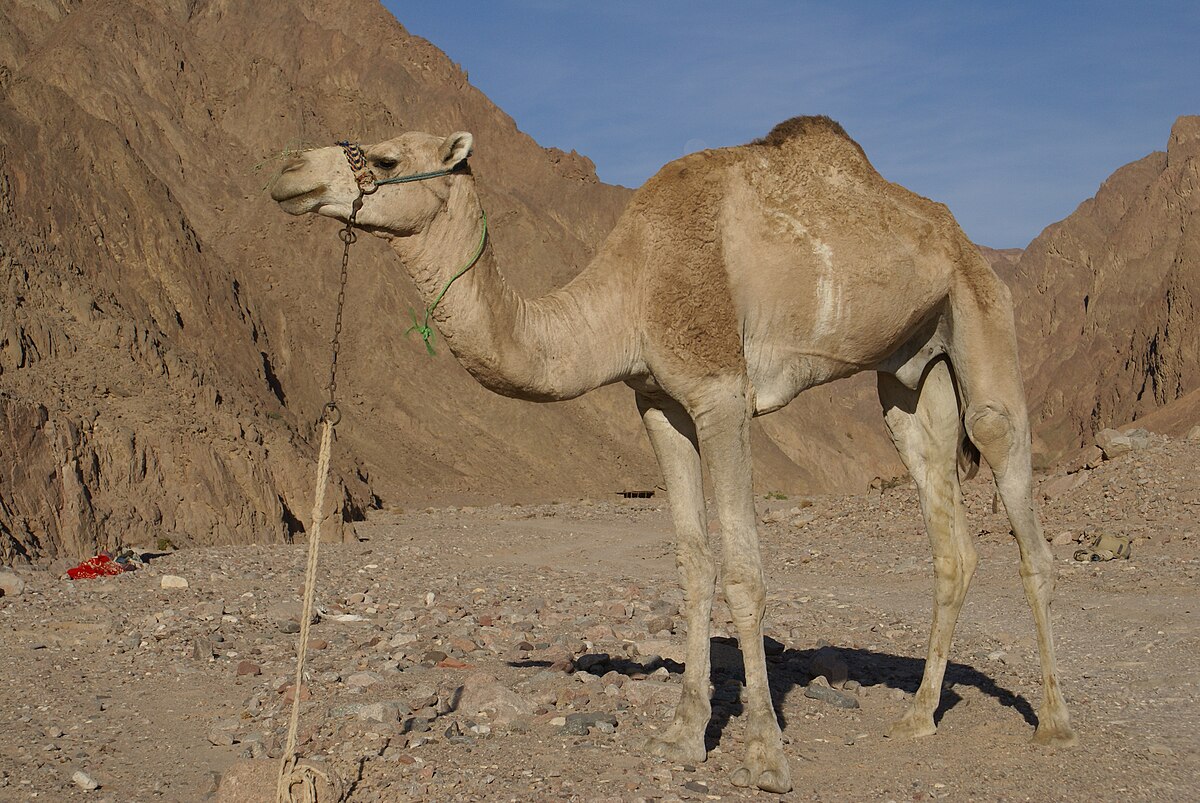 Camel