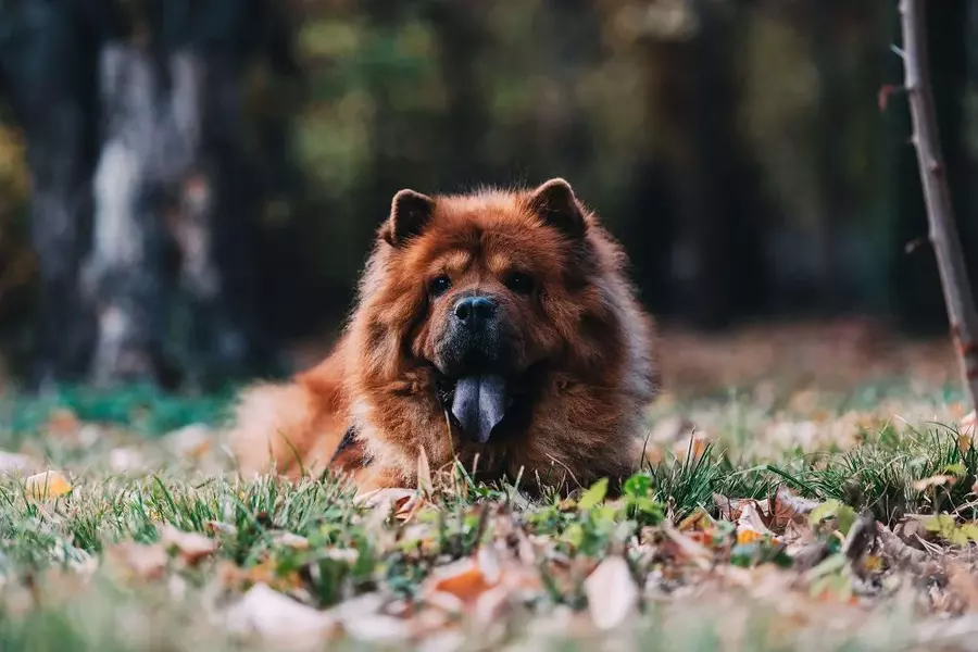 szampon dla chow chow na łatwe rozczesanie