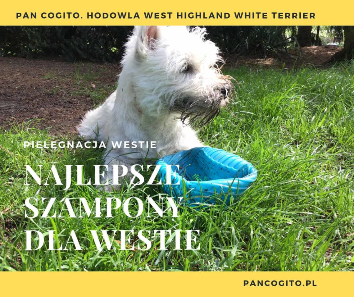 szampon dla westie