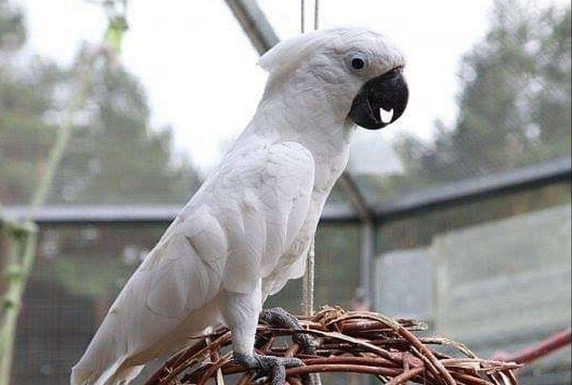 kakadu łódź pieluchomajtki