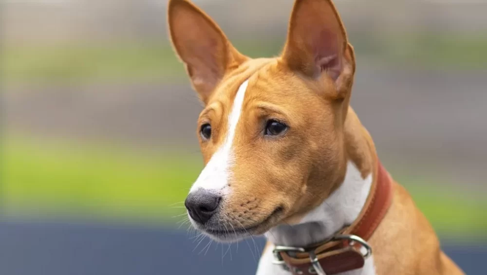 jaki szampon dla basenji