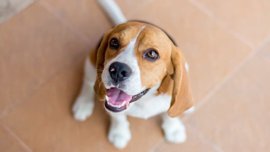 jaki szampon dla beagle