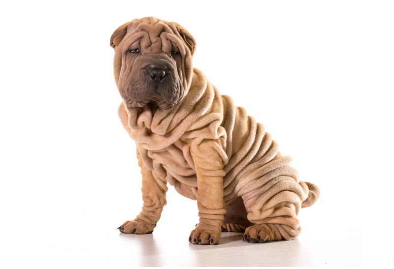 jaki szampon dla shar pei