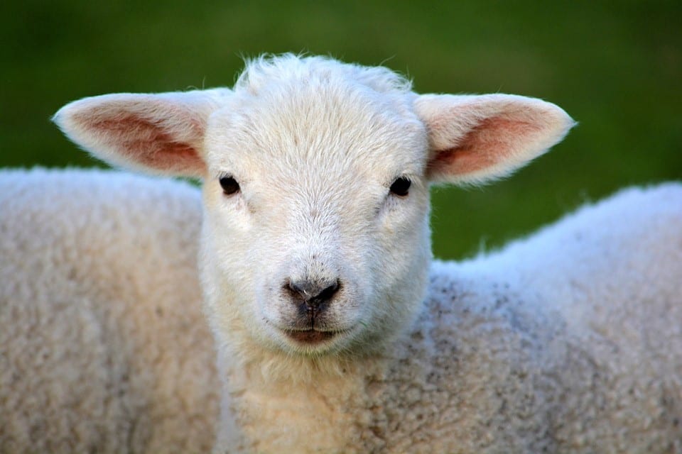 Lamb