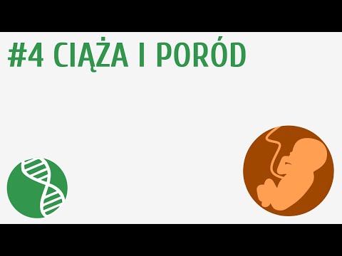 pampers youtube rozwój ciązy