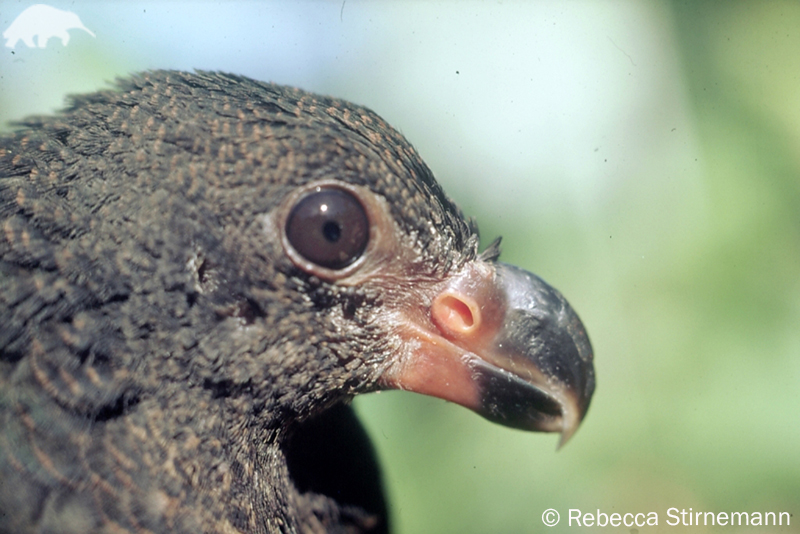 pigeon teeth