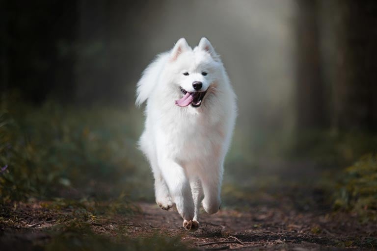 samoyed jaki szampon