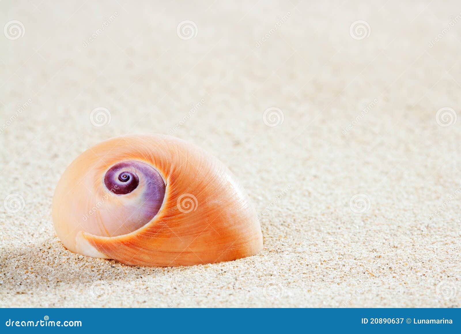 snails 0637