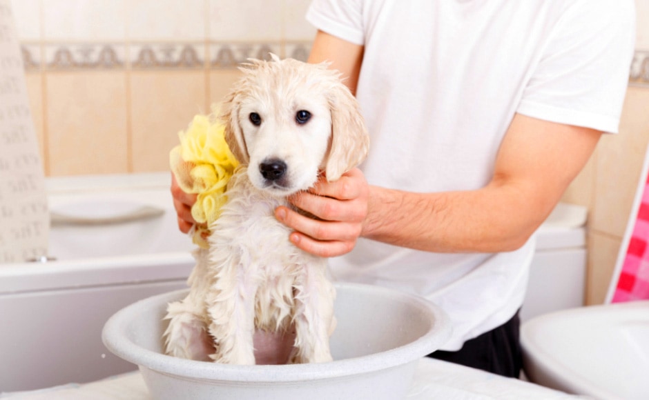 szampon dla bialego golden retrievera