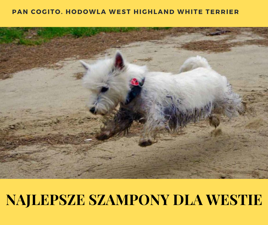 west white terrier jaki szampon