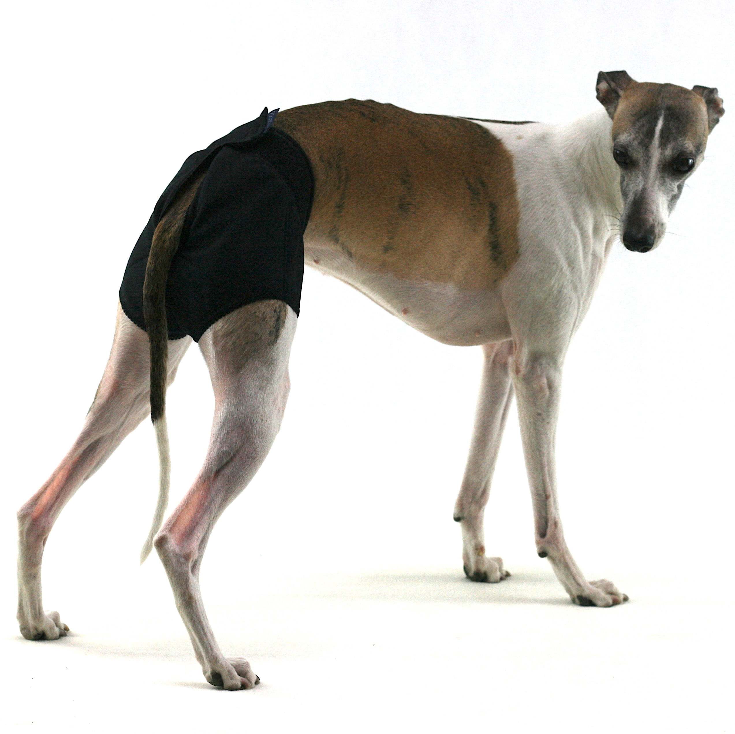 whippet cieczka pieluchy